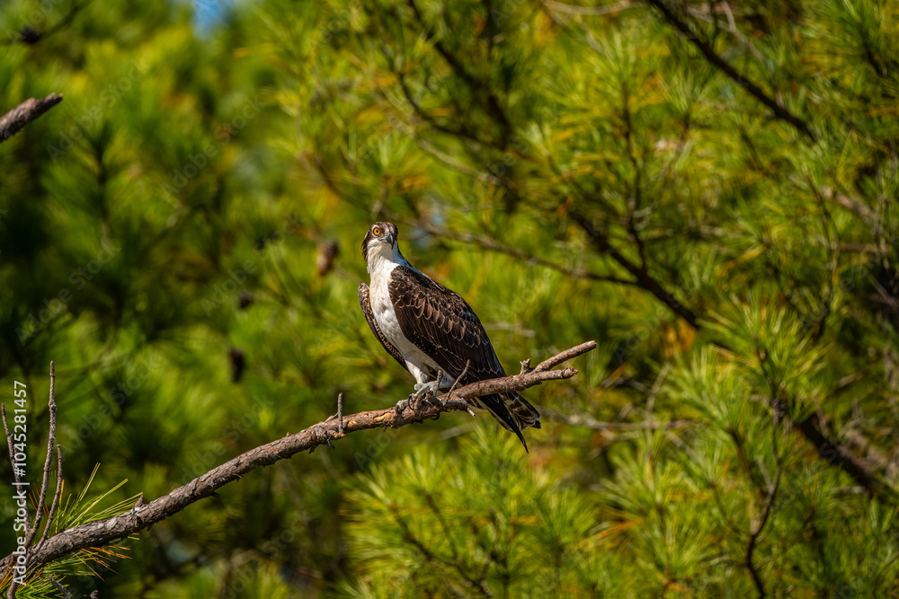 Osprey perched on branch Osprey perched on branch