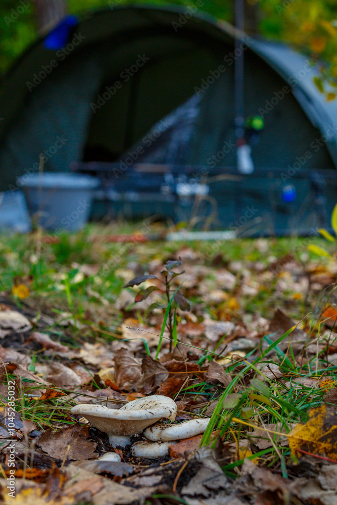 Group fungus in autumn forest with leaves.The mushroom is a real mushroom (Latin Lactarius resimus).Knife for the mushroom hunting in the wild forest.Basidiomycetous fungi.Microdosing. Group fungus in autumn forest with leaves.The mushroom is a real mushroom (Latin Lactarius resimus).Knife for the mushroom hunting in the wild forest.Basidiomycetous fungi.Microdosing.