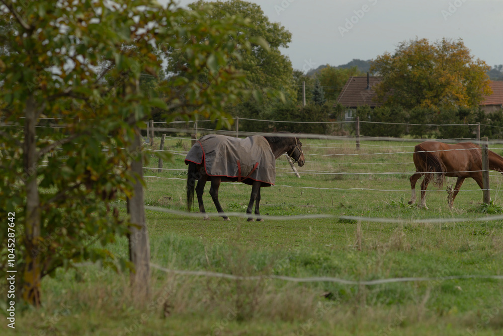 In a beautiful grassy field, two horses are gracefully standing behind a sturdy fence, enjoying the serene landscape around them In a beautiful grassy field, two horses are gracefully standing behind a sturdy fence, enjoying the serene landscape around them