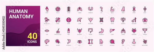 Human Anatomy colorful set of web icons in line style. Contains such icons as anatomical, organs, anatomy, body, bone and more. Editable vector illustration. Icon names are written in English.