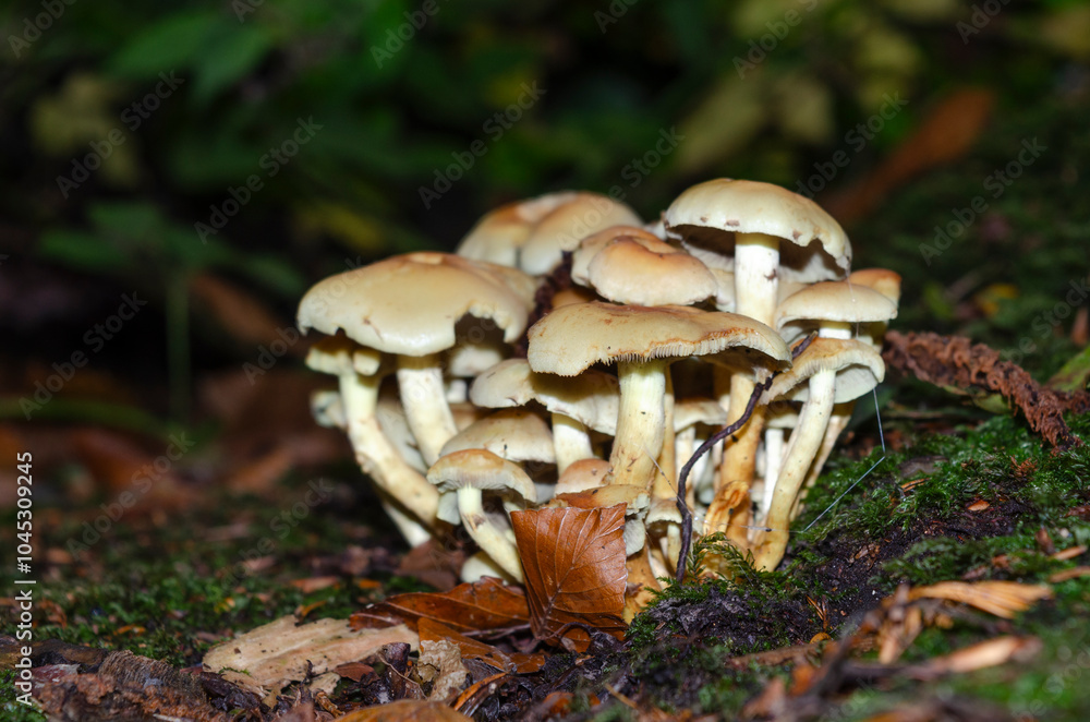 Fototapeta premium Close-up of a clump of mushrooms side view on mossy ground in Tollymore forest