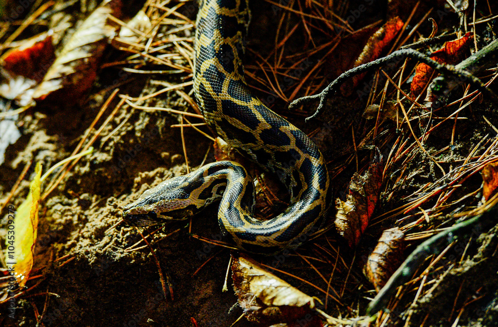 Obraz premium beautiful photo of a python snake in beautiful photo of a python snake in nature