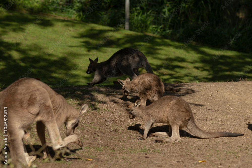 A group of kangaroos can be seen confidently standing atop a dirt field, enjoying the natural surroundings and warm sunlight A group of kangaroos can be seen confidently standing atop a dirt field, enjoying the natural surroundings and warm sunlight