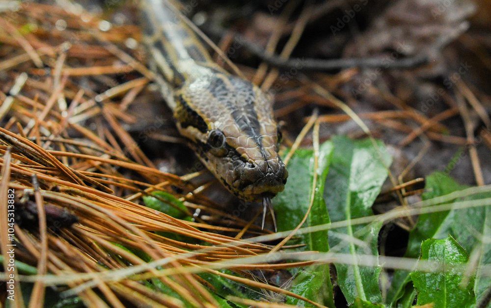 Fototapeta premium beautiful photo of a python snake in beautiful photo of a python snake in nature