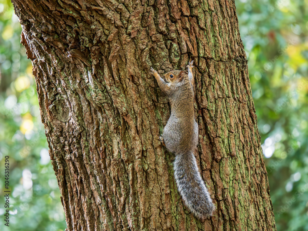 Grey Squirrel Climbing a Tree
