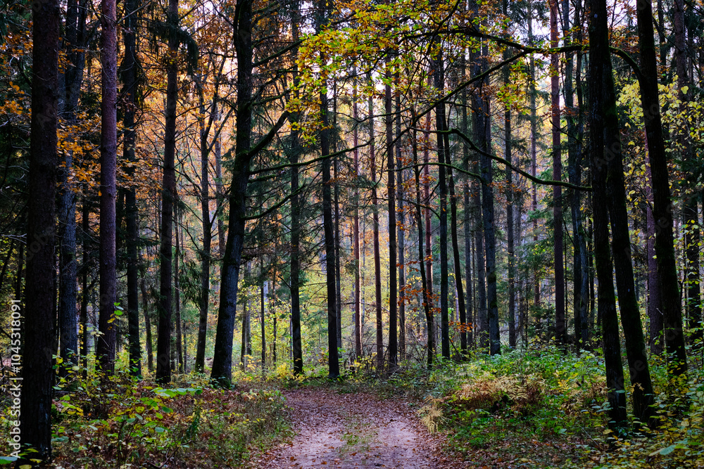 Fototapeta premium Colorful autumn in Bialowieza Forest.”
