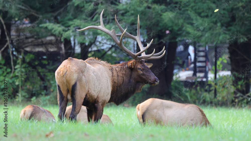 Large bull elk bugling Large bull elk bugling