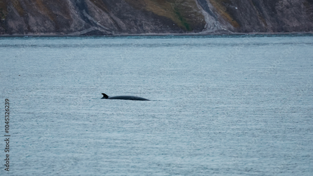 A whale swims peacefully in the tranquil waters of Svalbard during the early evening hours A whale swims peacefully in the tranquil waters of Svalbard during the early evening hours
