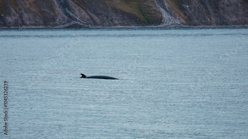 A whale swims peacefully in the tranquil waters of Svalbard during the early evening hours