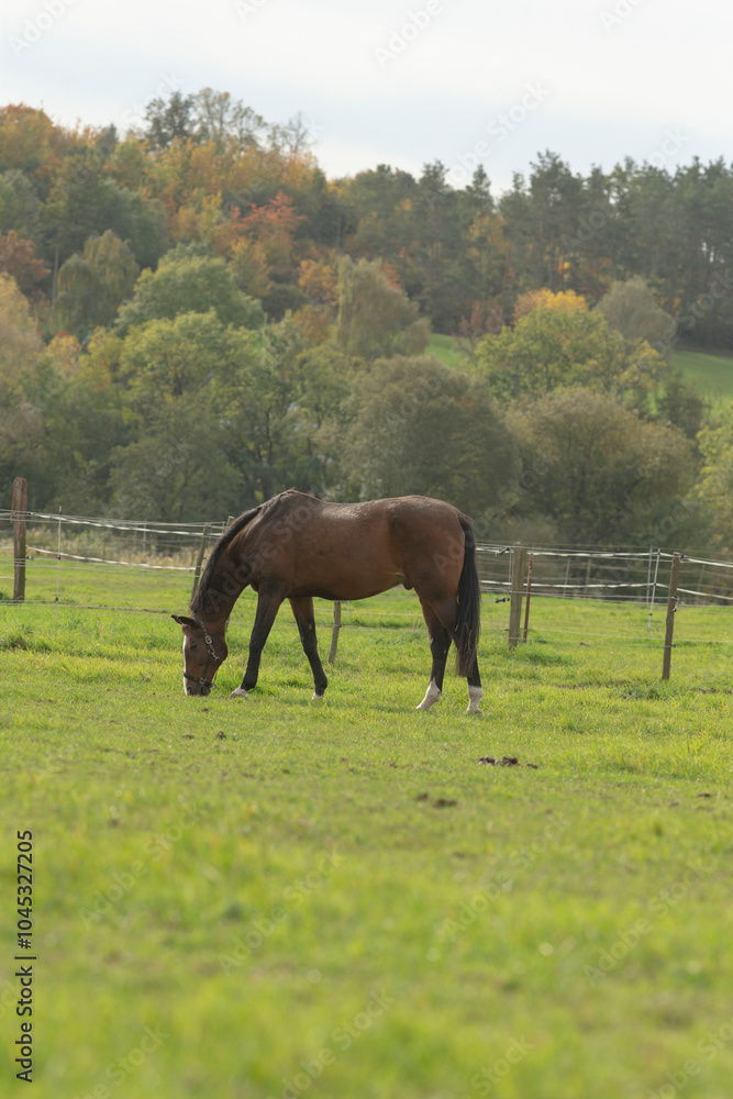 Obraz premium A beautiful brown horse is peacefully grazing in a lush, green grassy field filled with vibrant plants and other natural scenery