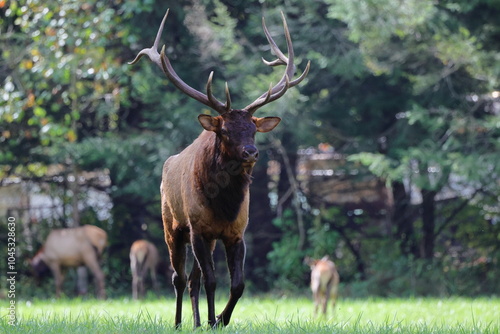 Large bull elk bugling photo