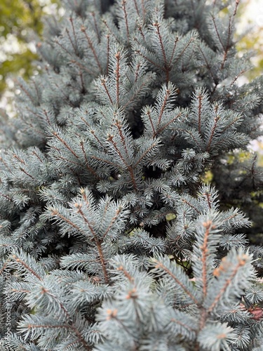 Branches and needles of blue spruce. Conifer tree photo