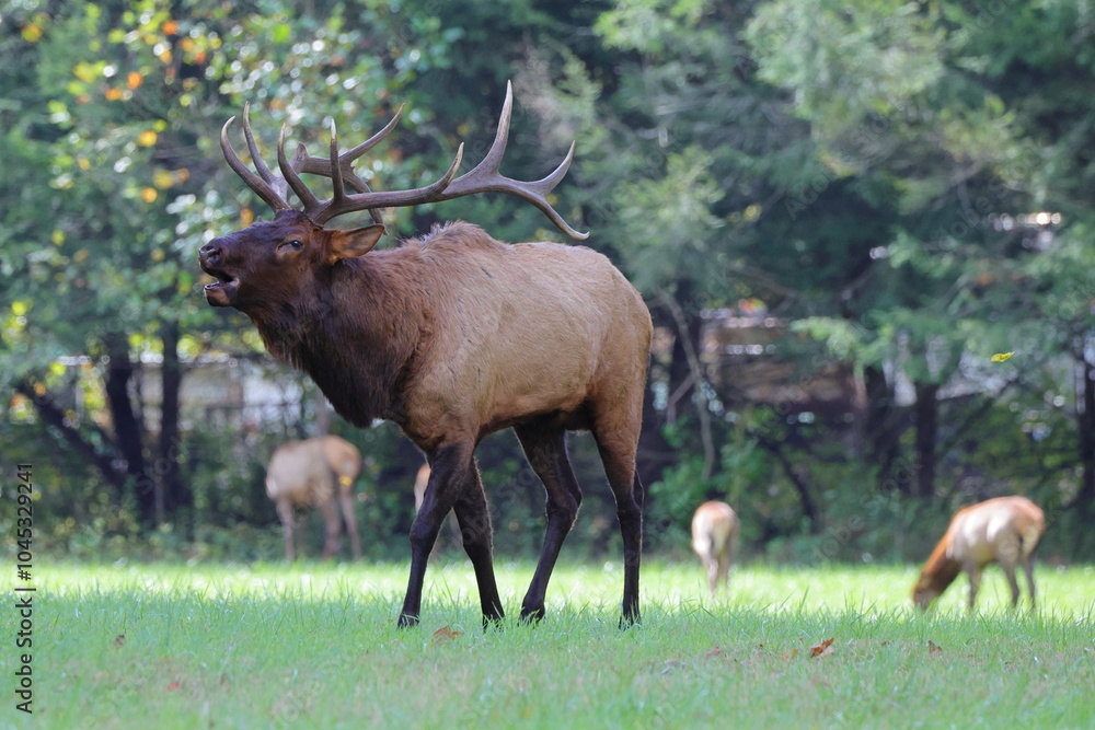 Large bull elk bugling