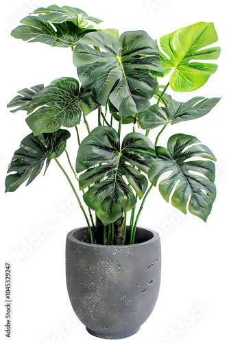 botanical illustration, monstera plant in gray pot against white backdrop photo