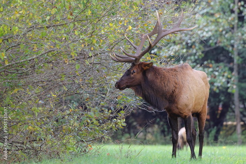 Large bull elk bugling photo