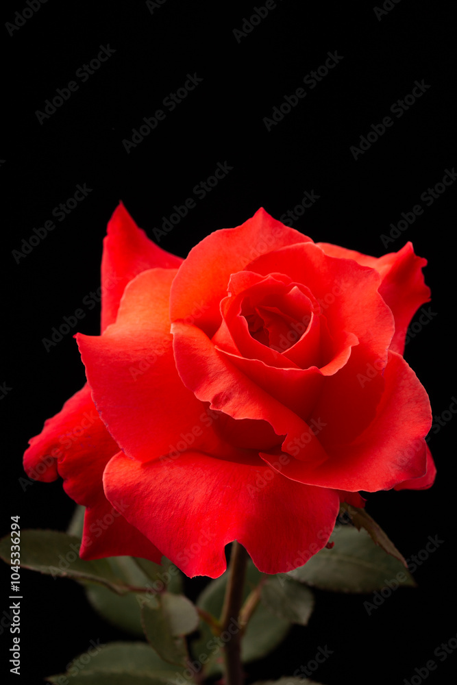 Red rose close up view against black background Red rose close up view against black background
