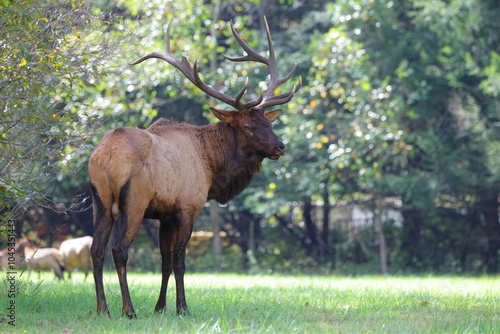 Large bull elk bugling  photo