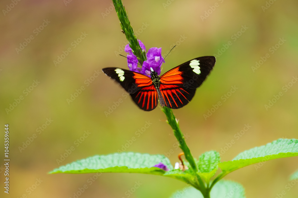 Naklejka premium Postman butterfly is sucking nectar. Heliconius melpomene