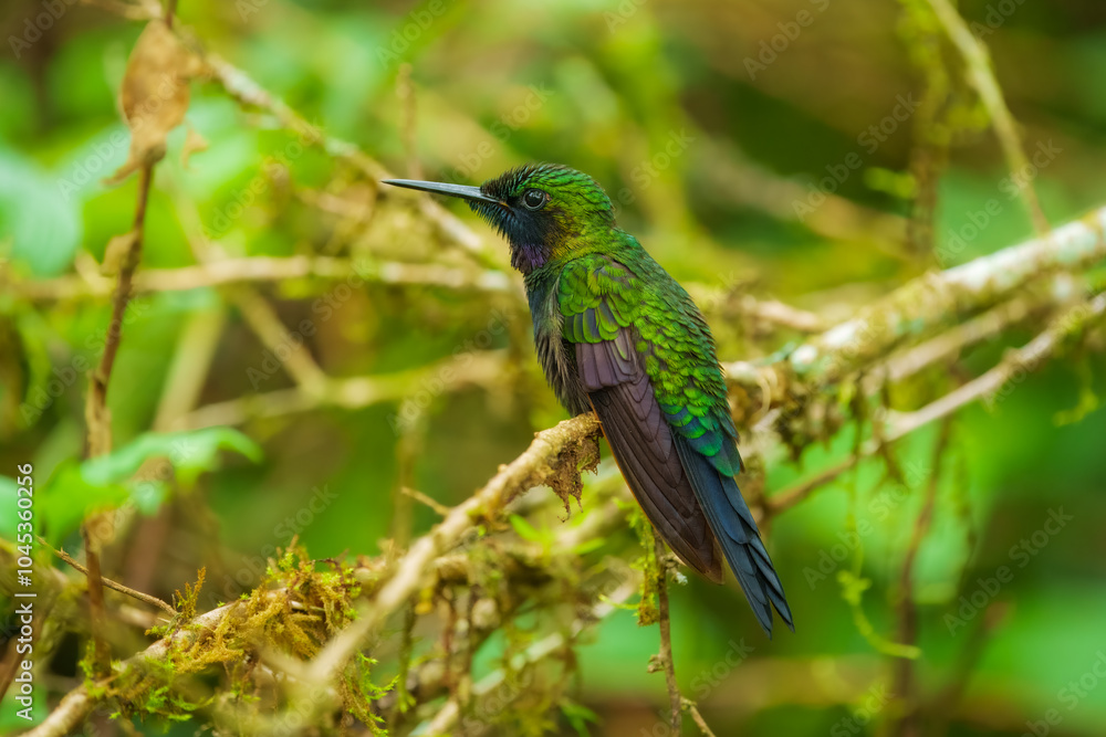 Fototapeta premium Black-throated Brilliant, Heliodoxa schreibersii, detail portrait of hummingbird from Ecuador and Peru. Shiny tinny bird, green and violet plumage. Tropic forest in Sumaco, Ecuador. Wildlife nature.