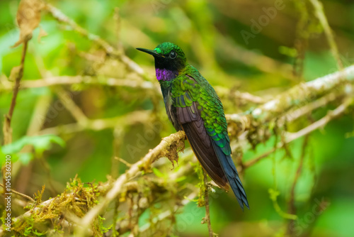 Black-throated Brilliant, Heliodoxa schreibersii, detail portrait of hummingbird from Ecuador and Peru. Shiny tinny bird, green and violet plumage. Tropic forest in Sumaco, Ecuador. Wildlife nature.