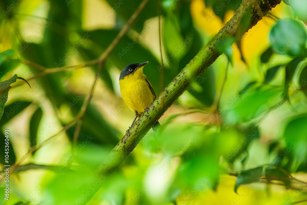 Obraz premium The common tody-flycatcher or black-fronted tody-flycatcher (Todirostrum cinereum) is a very small passerine bird in the tyrant flycatcher family.