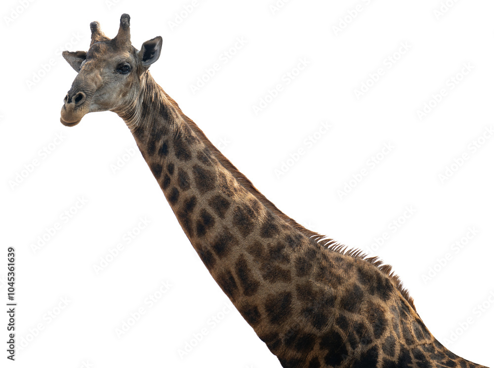 Obraz premium Giraffe im Busch vom Krüger National Park - Kruger Nationalpark Südafrika vorbereitet als png Datei
