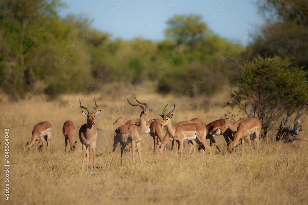 Naklejka premium Impala - Aepyceros melampus medium-sized antelope found in eastern and southern Africa. The sole member of the genus Aepyceros, jumping and fast running mammal, brown color grazing herbivore.