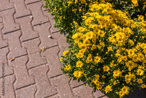 A variety of chrysanthemums in bright colors fills a garden market, showcasing autumn beauty. Brightly colored mums chrysanthemum plants at farmers market fall festival.