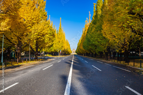 Photography Changing leaves and celebrate Ginkgo Avenue autumn foliage in Tokyo, Japan