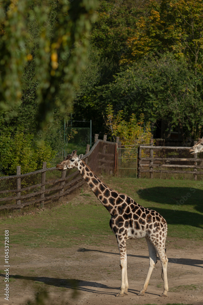 In a serene and picturesque field, a tall giraffe stands gracefully, with lush green trees providing a beautiful backdrop in the scenery In a serene and picturesque field, a tall giraffe stands gracefully, with lush green trees providing a beautiful backdrop in the scenery