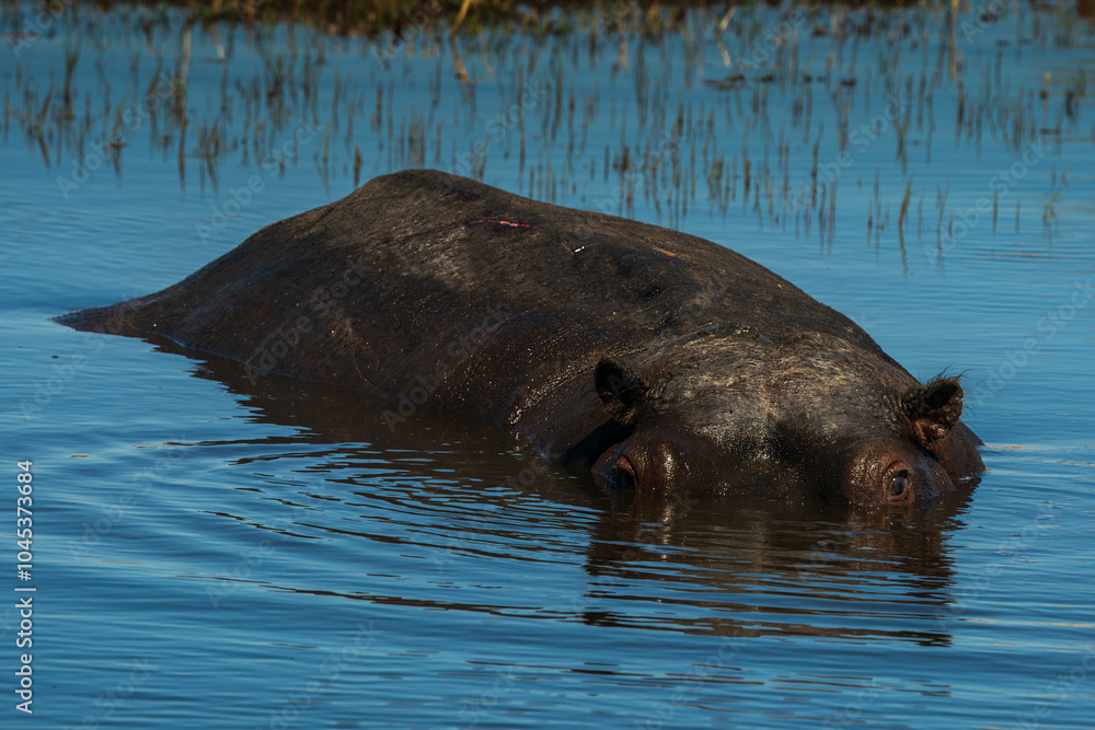 Fototapeta premium Hippo seen in the chobe river partially submerged seen on safari in Botswana