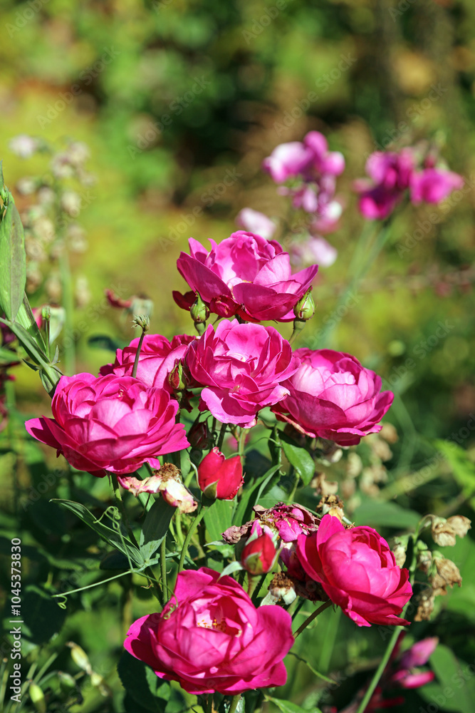 Cluster of pink Roses blooming in Autumn sunshine, Suffolk England
