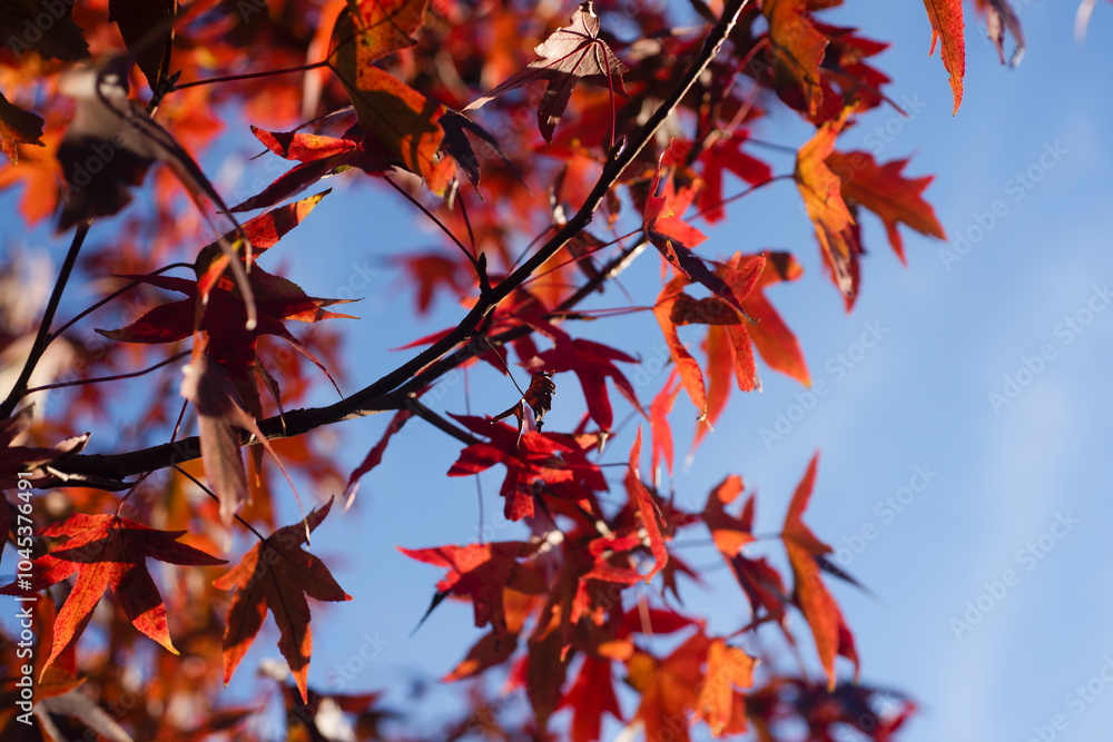 Autumn leaf at sky background. Orange red leaf Autumn background. Forest background. Yellow nature background. Orange leaf in forest. Leaves plants backdrop. Autumn leaf at sky background. Orange red leaf Autumn background. Forest background. Yellow nature background. Orange leaf in forest. Leaves plants backdrop.