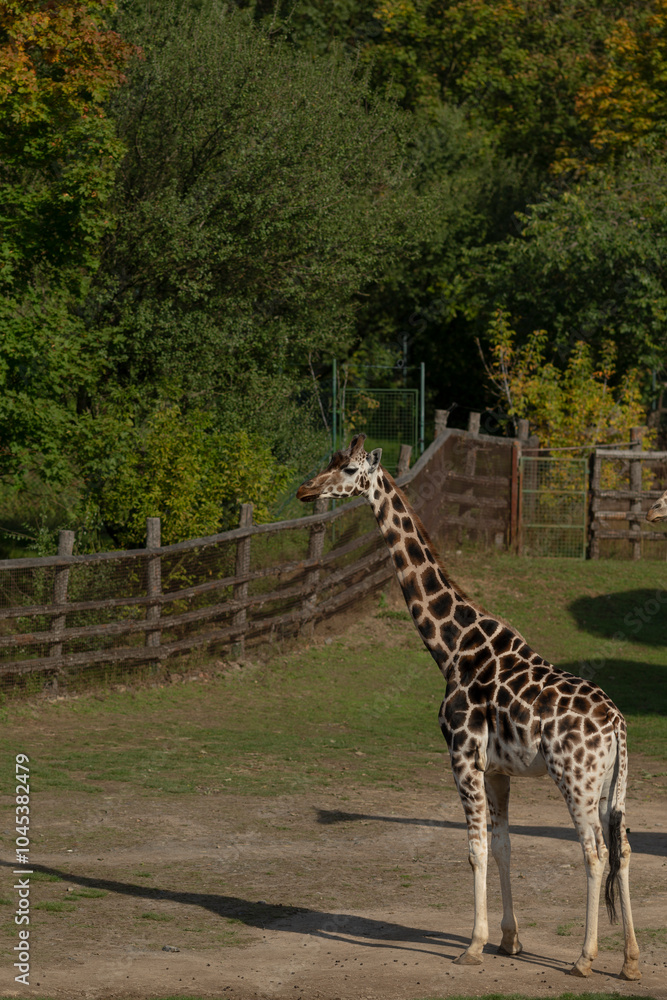 A tall giraffe is gracefully standing in a wide open field, with a rustic wooden fence visible in the background, creating a serene scene A tall giraffe is gracefully standing in a wide open field, with a rustic wooden fence visible in the background, creating a serene scene