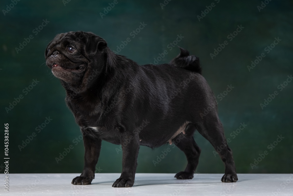 Fototapeta premium black pug on a uniform background