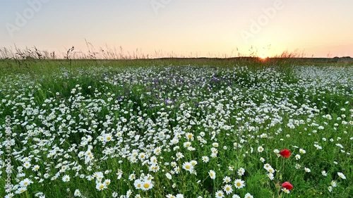 Wallpaper Mural field of flowers Torontodigital.ca