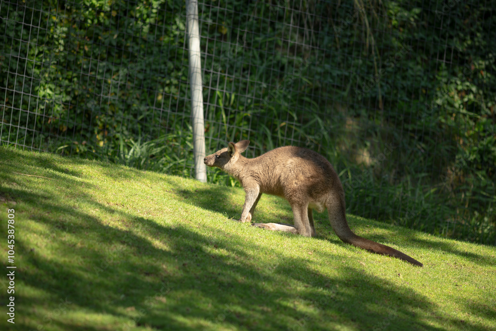 Fototapeta premium A kangaroo is majestically standing atop a lush and green hillside, enjoying its natural surroundings filled with vibrant flora and fauna