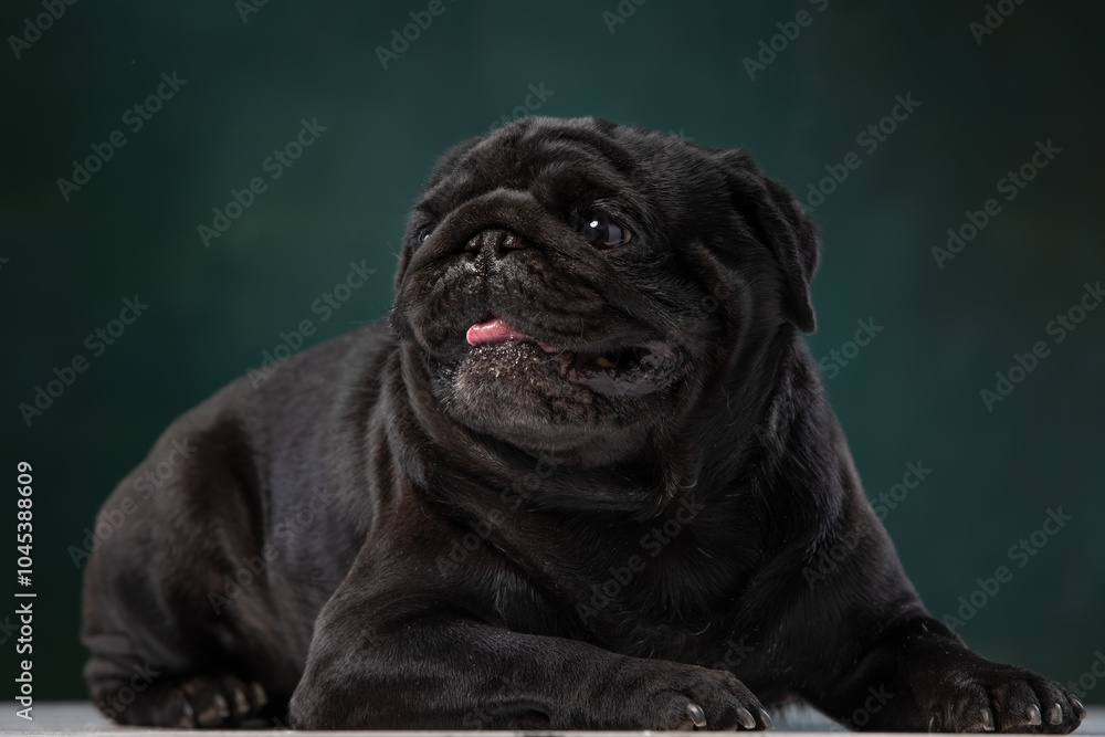 Obraz premium black pug on a uniform background