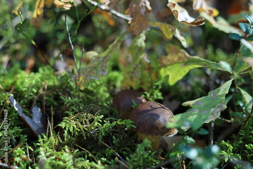 mushrooms in the forest