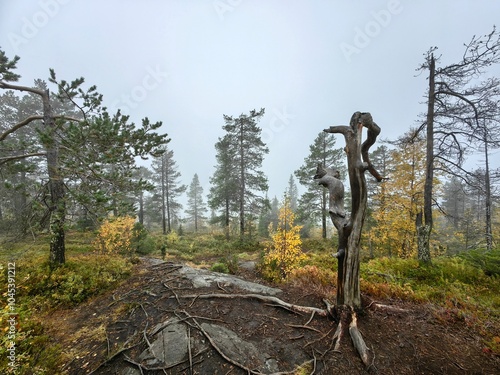 Exploring the misty Volosyanaya Mountain in Kandalaksha on the Kola Peninsula during autumn's transition