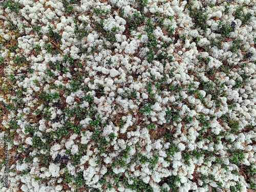 Close-up view of lush green moss with delicate white lichen in a forest setting. Natural background.