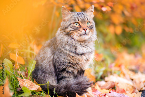 Autumn portrait of a cat. A colored cat. a pet. Photos for printed products . Autumn is golden . Animal. High quality photo