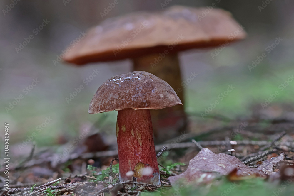 Fototapeta premium Mushrooms in wild forest macro close up photography 