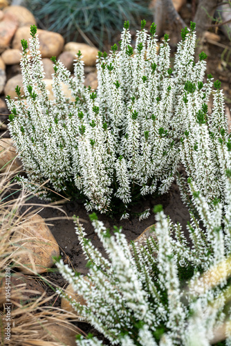 Bruyère blanche