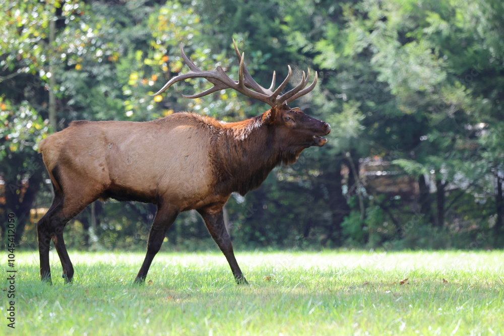 Naklejka premium Large bull elk bugling