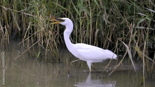 Great White Egret stalking hunting catching and eating a large freshwater prey fish