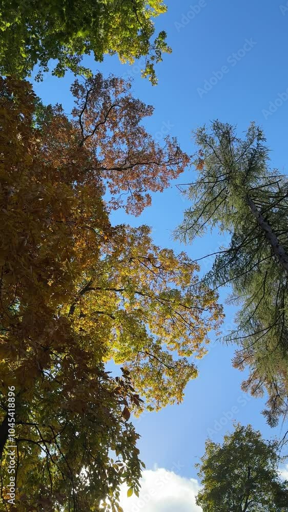 Autumn trees in scenic park and sky, vertical video. Autumn trees in scenic park and sky, vertical video.