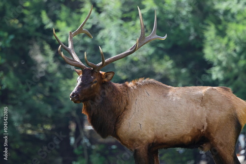 Large bull elk bugling  photo