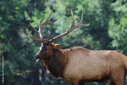 Large bull elk bugling. 