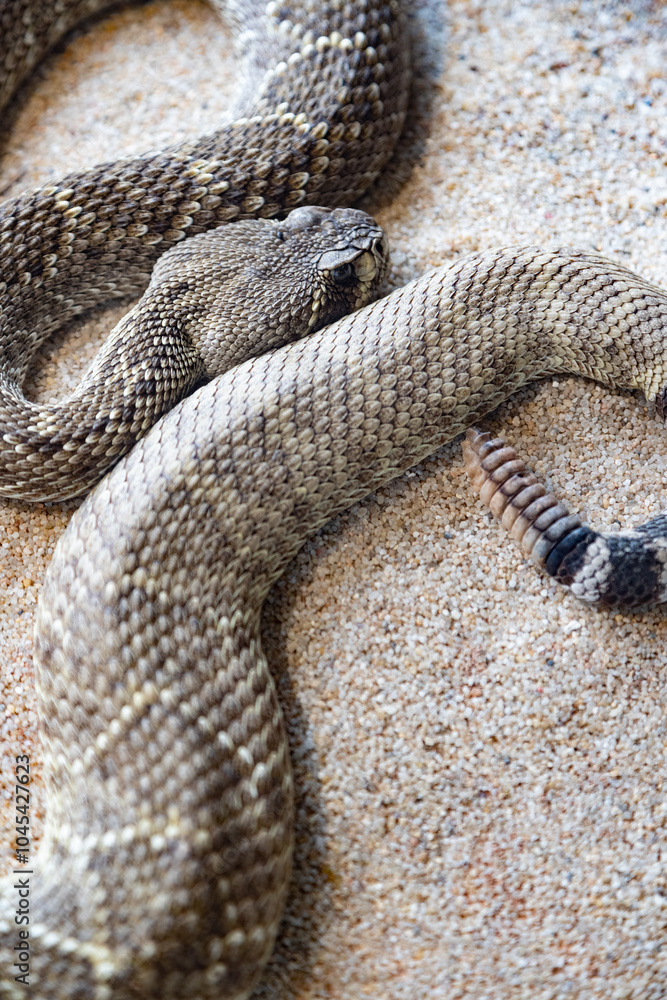 Obraz premium Una serpiente de cascabel yace en la arena, con la cabeza mirando hacia la c√°mara. La serpiente es de color marr√≥n y tiene un cuerpo largo y delgado.